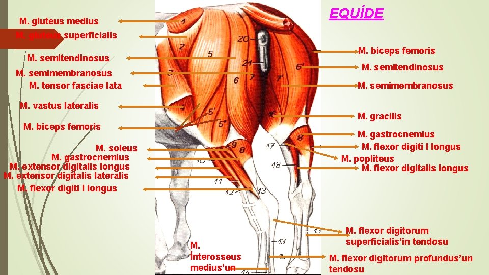 EQUİDE M. gluteus medius M. gluteus superficialis M. biceps femoris M. semitendinosus M. semimembranosus