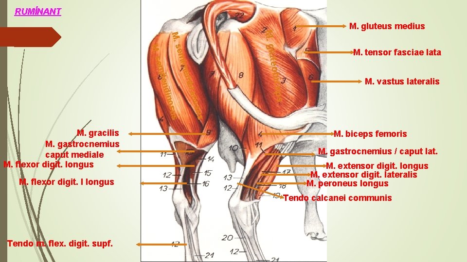 RUMİNANT M. tensor fasciae lata M. vastus lateralis s osu ps bran mem s