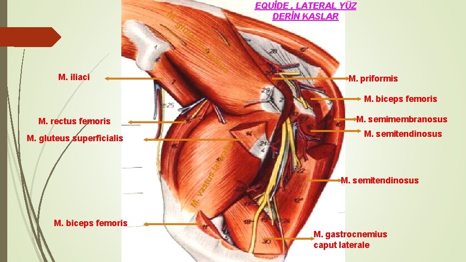 EQUİDE , LATERAL YÜZ DERİN KASLAR M . g lu te M. iliaci us