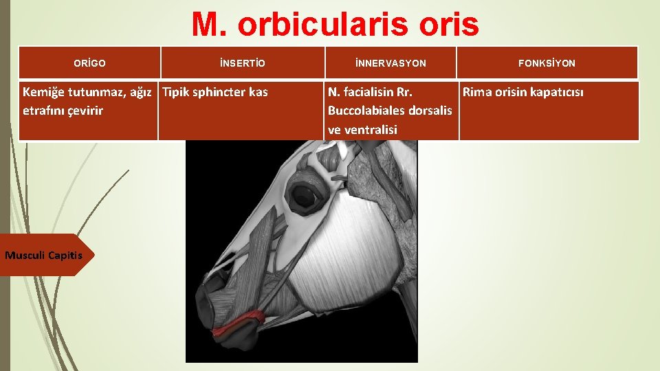 M. orbicularis oris ORİGO İNSERTİO Kemiğe tutunmaz, ağız Tipik sphincter kas etrafını çevirir Musculi