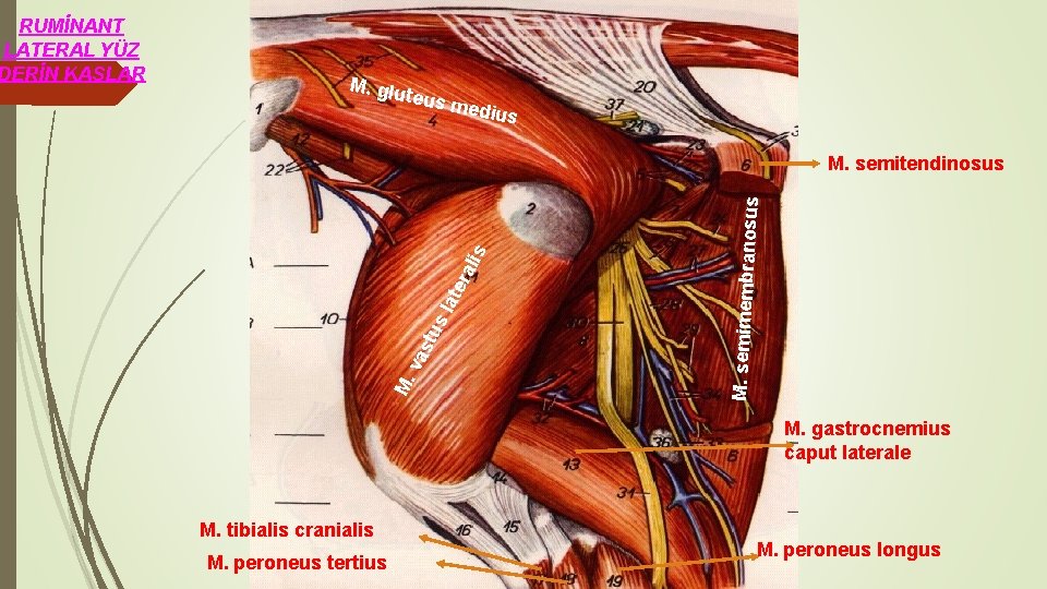 M. glu teus m edius M. semimembrano sus va stu s l ate ral