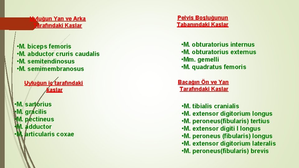 Uyluğun Yan ve Arka Tarafındaki Kaslar • M. biceps femoris • M. abductor cruris