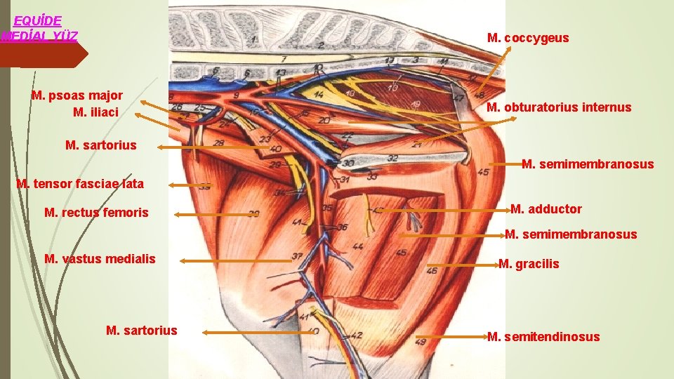 EQUİDE MEDİAL YÜZ M. coccygeus M. psoas major M. iliaci M. obturatorius internus M.