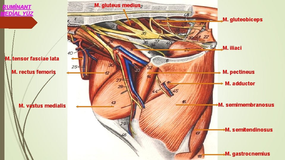 RUMİNANT MEDİAL YÜZ M. gluteus medius M. gluteobiceps M. iliaci M. tensor fasciae lata