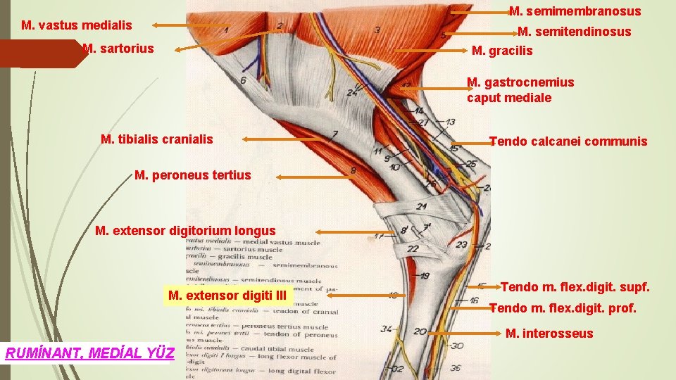 M. semimembranosus M. vastus medialis M. semitendinosus M. gracilis M. sartorius M. gastrocnemius caput