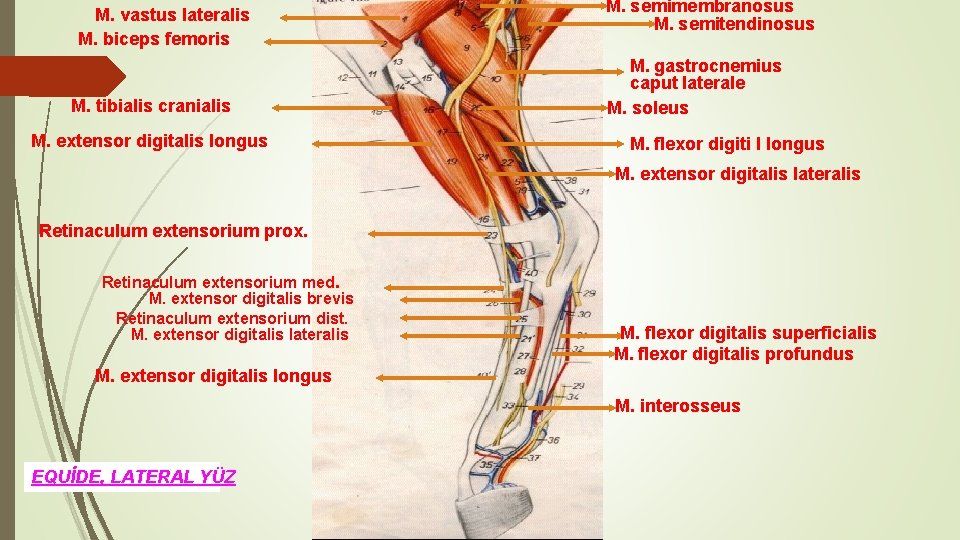 M. vastus lateralis M. biceps femoris M. tibialis cranialis M. extensor digitalis longus M.