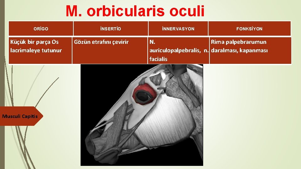 M. orbicularis oculi ORİGO Küçük bir parça Os lacrimaleye tutunur Musculi Capitis İNSERTİO Gözün