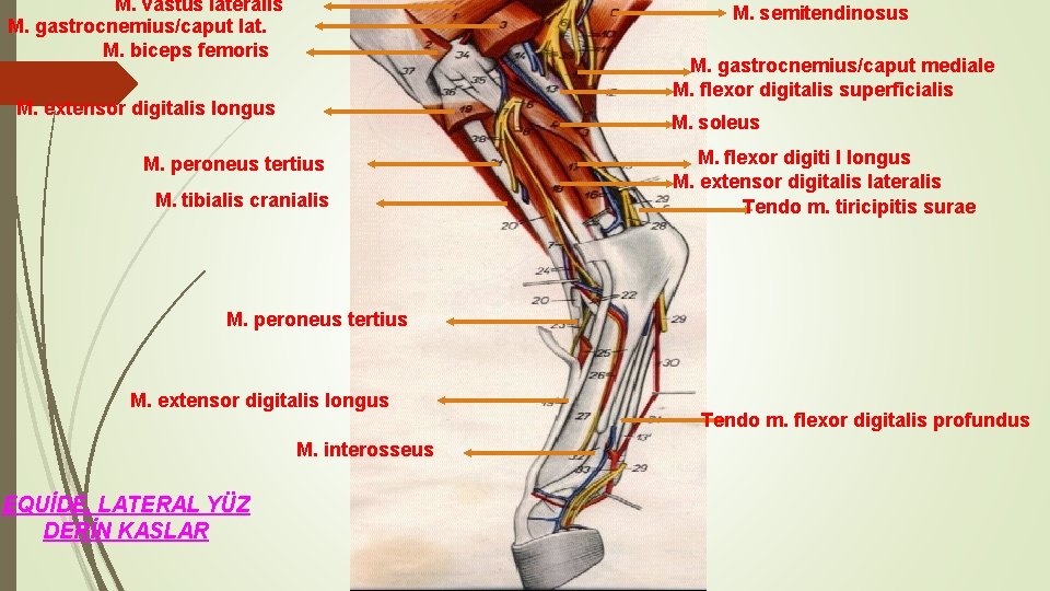 M. vastus lateralis M. gastrocnemius/caput lat. M. biceps femoris M. semitendinosus M. gastrocnemius/caput mediale
