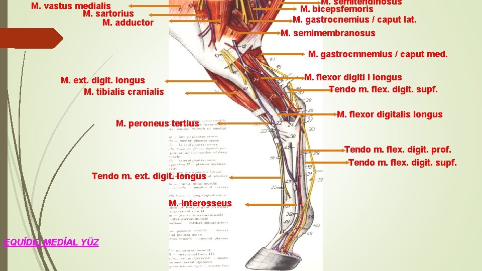 M. semitendinosus M. bicepsfemoris M. gastrocnemius / caput lat. M. vastus medialis M. sartorius