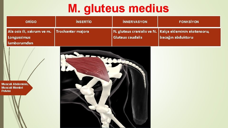 M. gluteus medius ORİGO İNSERTİO Ala osis ili, sakrum ve m. Trochanter majora Longussimus