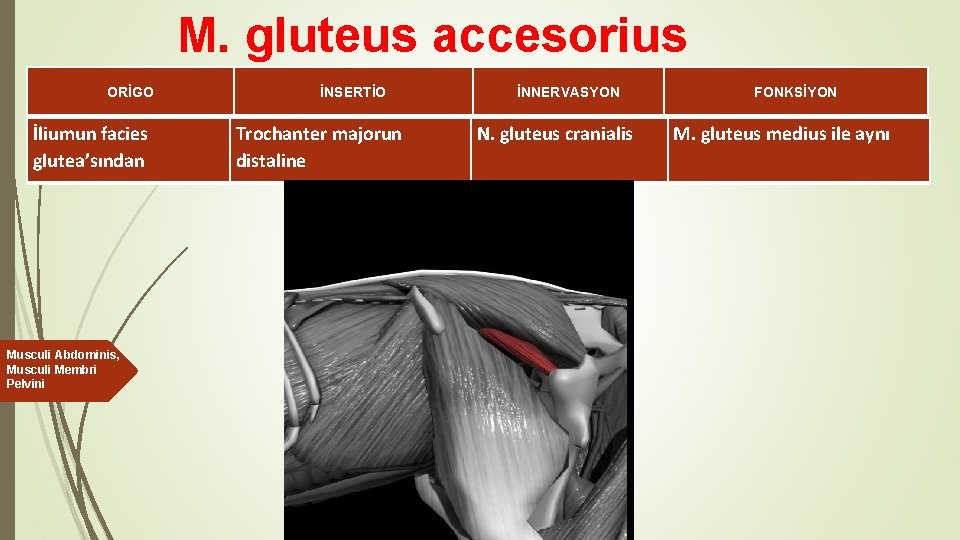 M. gluteus accesorius ORİGO İliumun facies glutea’sından Musculi Abdominis, Musculi Membri Pelvini İNSERTİO Trochanter