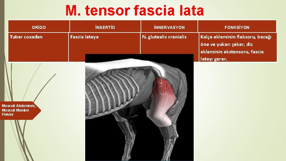 M. tensor fascia lata ORİGO Tuber coxadan Musculi Abdominis, Musculi Membri Pelvini İNSERTİO Fascia
