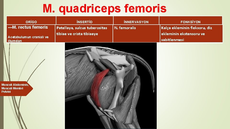 M. quadriceps femoris ORİGO ---M. rectus femoris Acetabulumun craniali ve iliumdan Musculi Abdominis, Musculi