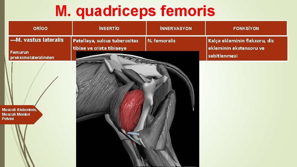 M. quadriceps femoris ORİGO ---M. vastus lateralis Femurun proksimolateralinden Musculi Abdominis, Musculi Membri Pelvini