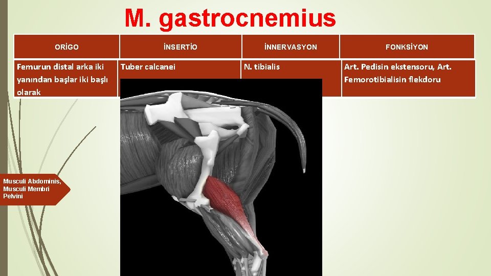 M. gastrocnemius ORİGO Femurun distal arka iki yanından başlar iki başlı olarak Musculi Abdominis,