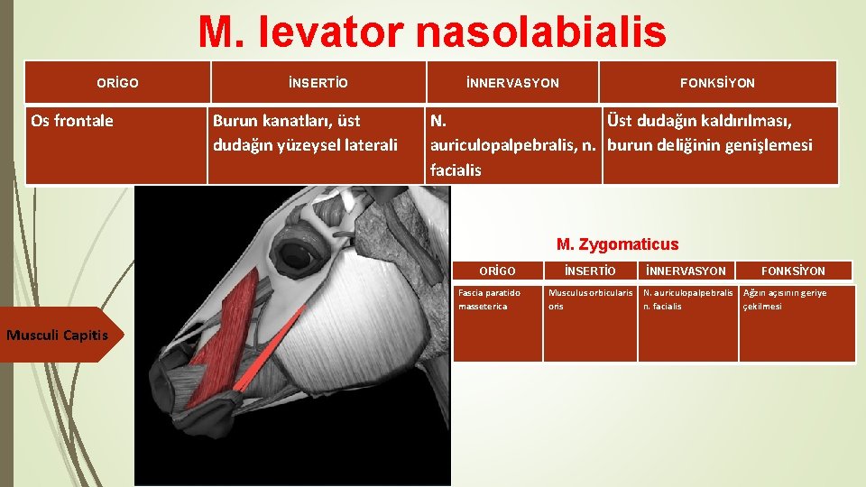 M. levator nasolabialis ORİGO Os frontale İNSERTİO Burun kanatları, üst dudağın yüzeysel laterali İNNERVASYON