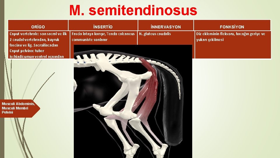 M. semitendinosus ORİGO Caput vertebrale: son sacral ve ilk 2 caudal vertebradan, kuyruk fasciası