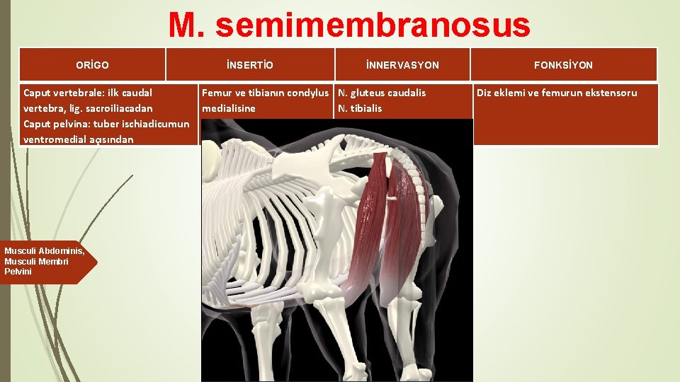 M. semimembranosus ORİGO İNSERTİO İNNERVASYON Caput vertebrale: ilk caudal Femur ve tibianın condylus N.