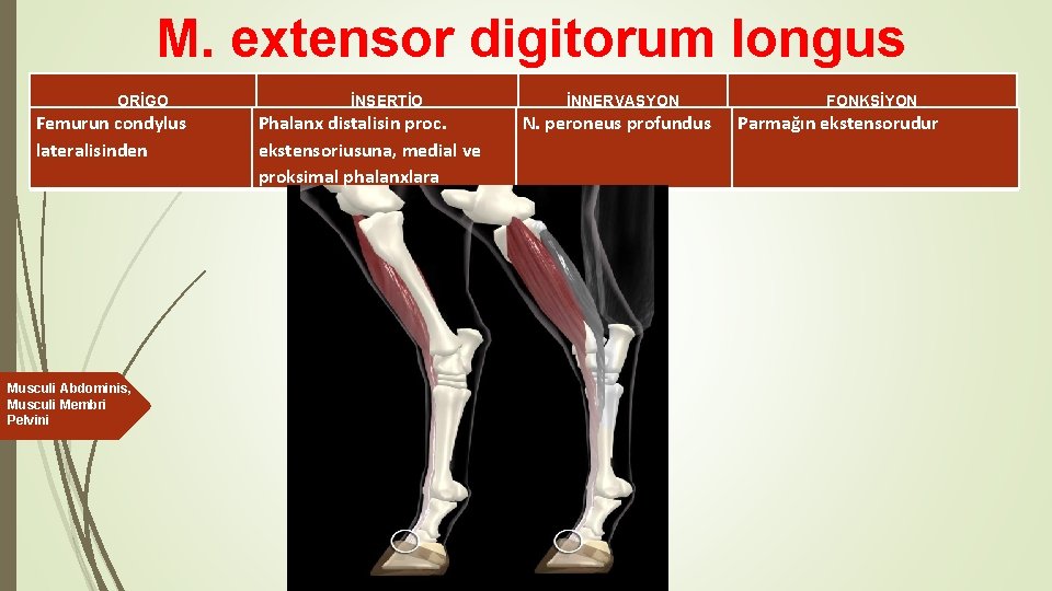 M. extensor digitorum longus ORİGO Femurun condylus lateralisinden Musculi Abdominis, Musculi Membri Pelvini İNSERTİO