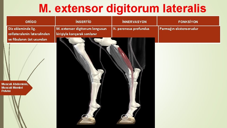 M. extensor digitorum lateralis ORİGO Diz ekleminde lig. collateralenin lateralinden ve fibulanın üst ucundan