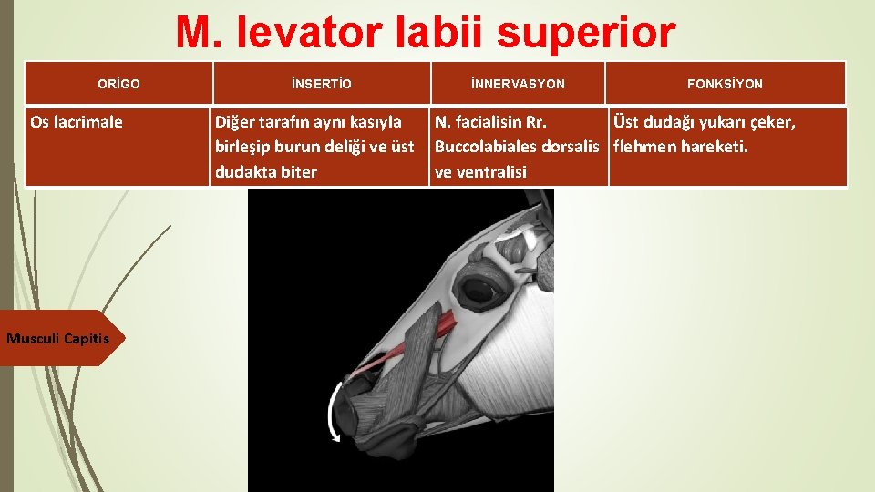 M. levator labii superior ORİGO Os lacrimale Musculi Capitis İNSERTİO İNNERVASYON FONKSİYON Diğer tarafın