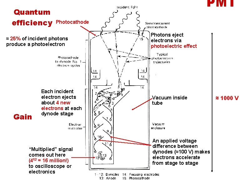 Quantum efficiency PMT Photocathode ≈ 25% of incident photons produce a photoelectron Gain Each