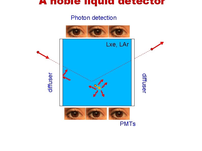 A noble liquid detector Photon detection diffuser Lxe, LAr PMTs 