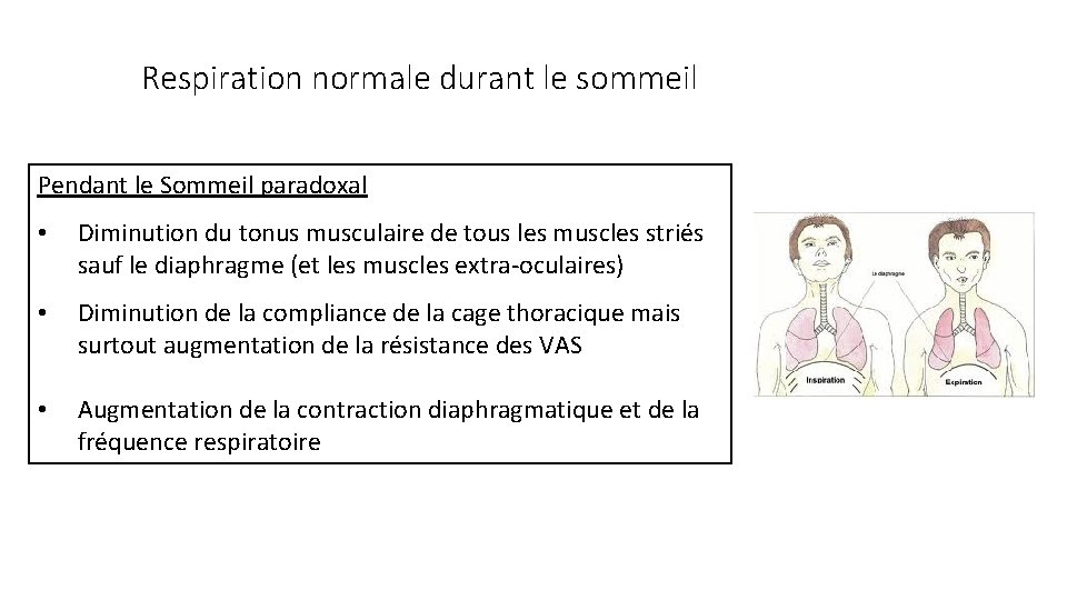 Respiration normale durant le sommeil Pendant le Sommeil paradoxal • Diminution du tonus musculaire