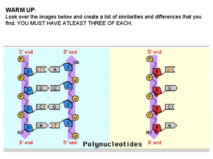 WARM UP: Look over the images below and create a list of similarities and