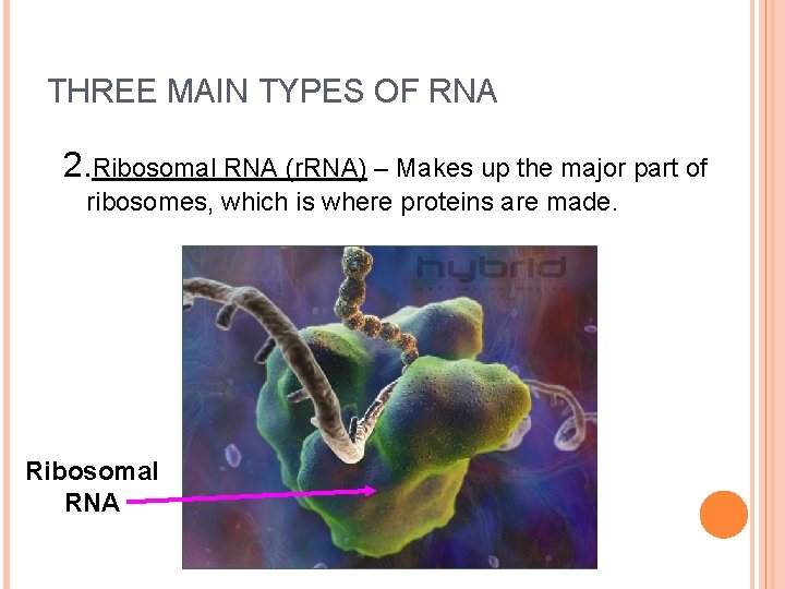 THREE MAIN TYPES OF RNA 2. Ribosomal RNA (r. RNA) – Makes up the