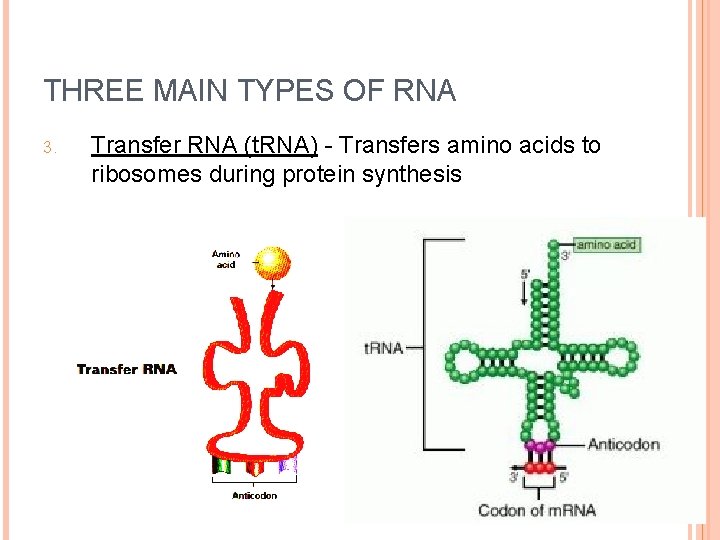 THREE MAIN TYPES OF RNA 3. Transfer RNA (t. RNA) - Transfers amino acids