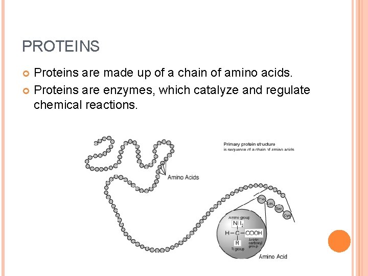 PROTEINS Proteins are made up of a chain of amino acids. Proteins are enzymes,