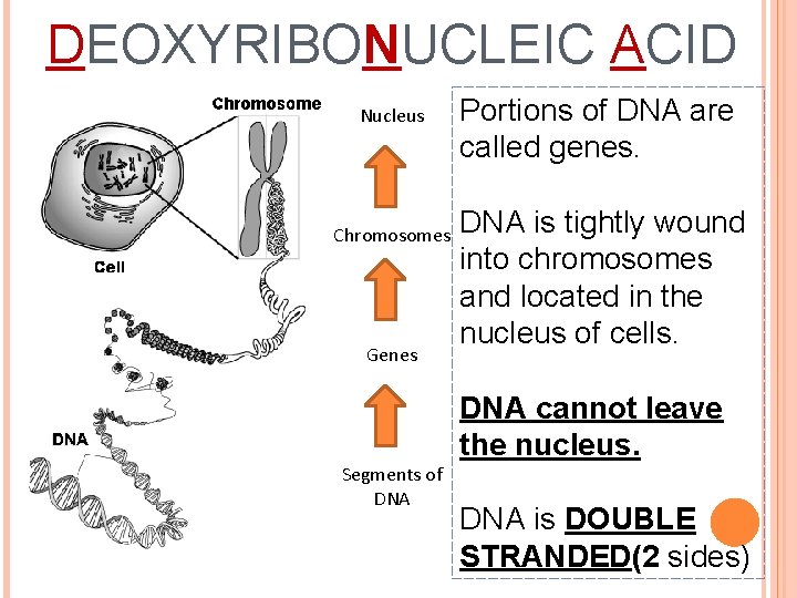 DEOXYRIBONUCLEIC ACID Nucleus Chromosomes Genes Portions of DNA are called genes. DNA is tightly