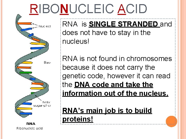 RIBONUCLEIC ACID RNA is SINGLE STRANDED and does not have to stay in the