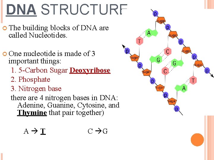 DNA STRUCTURE The building blocks of DNA are called Nucleotides. One nucleotide is made