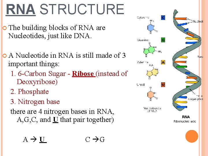 RNA STRUCTURE The building blocks of RNA are Nucleotides, just like DNA. A Nucleotide