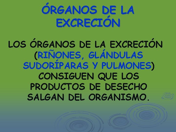 ÓRGANOS DE LA EXCRECIÓN LOS ÓRGANOS DE LA EXCRECIÓN (RIÑONES, GLÁNDULAS SUDORÍPARAS Y PULMONES)