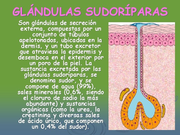 GLÁNDULAS SUDORÍPARAS Son glándulas de secreción externa, compuestas por un conjunto de túbulos apelotonados,