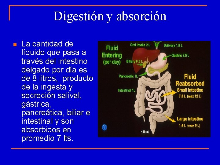 Digestión y absorción n La cantidad de líquido que pasa a través del intestino