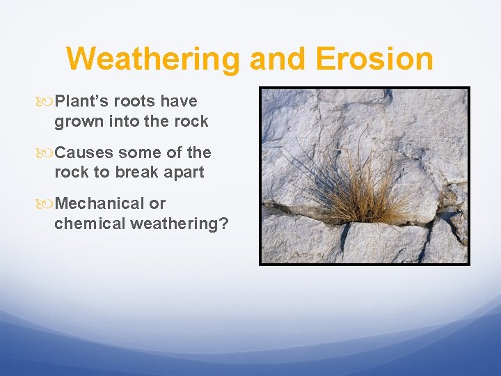 Weathering and Erosion Plant’s roots have grown into the rock Causes some of the
