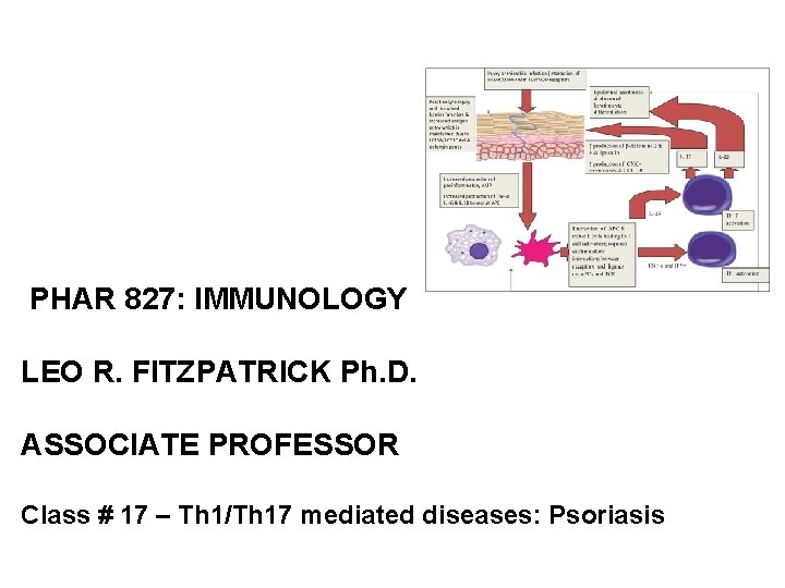  PHAR 827: IMMUNOLOGY LEO R. FITZPATRICK Ph. D. ASSOCIATE PROFESSOR Class # 17