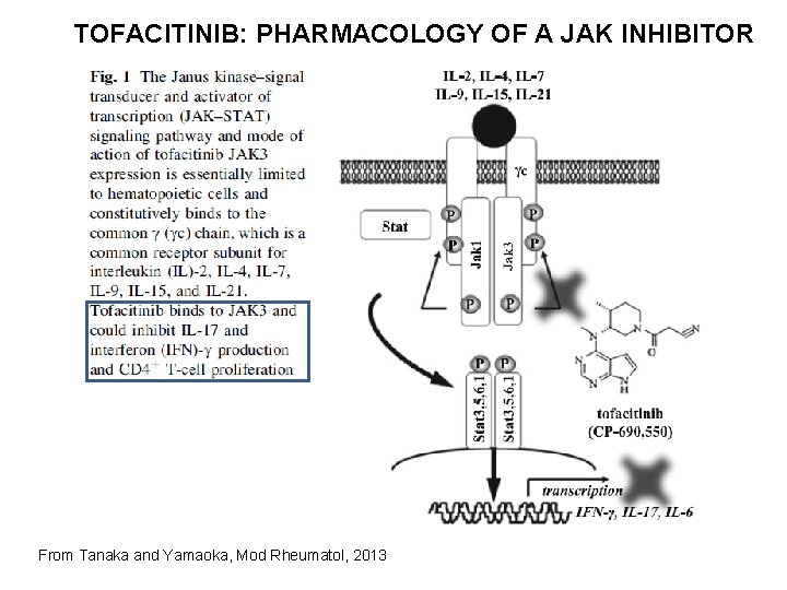 TOFACITINIB: PHARMACOLOGY OF A JAK INHIBITOR From Tanaka and Yamaoka, Mod Rheumatol, 2013 