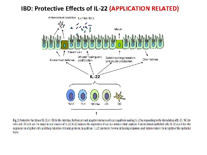 IBD: Protective Effects of IL-22 (APPLICATION RELATED) 