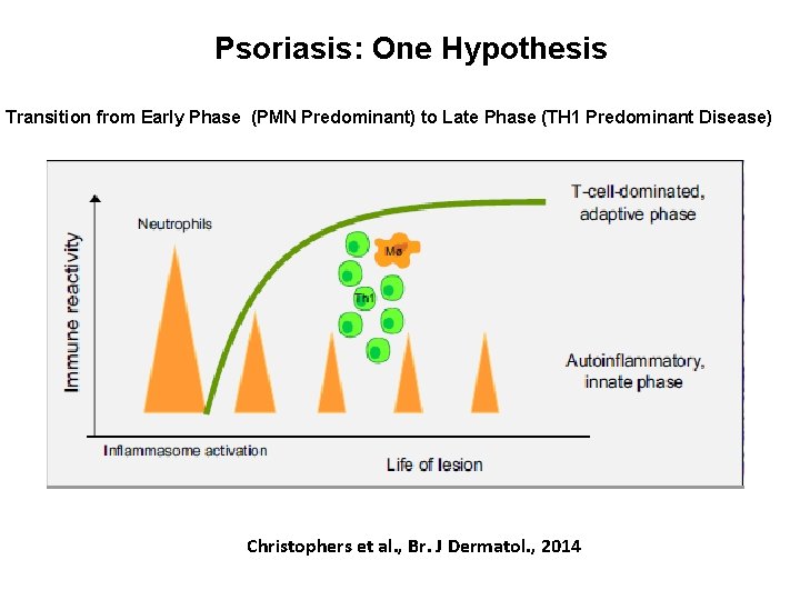 Psoriasis: One Hypothesis Transition from Early Phase (PMN Predominant) to Late Phase (TH 1