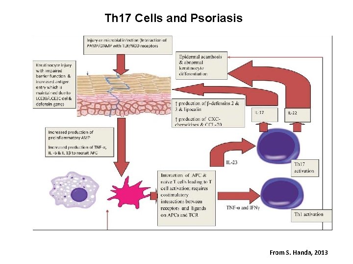  Th 17 Cells and Psoriasis From S. Handa, 2013 