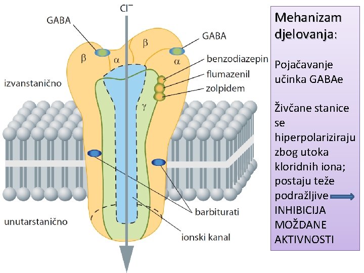 Mehanizam djelovanja: Pojačavanje učinka GABAe Živčane stanice se hiperpolariziraju zbog utoka kloridnih iona; postaju