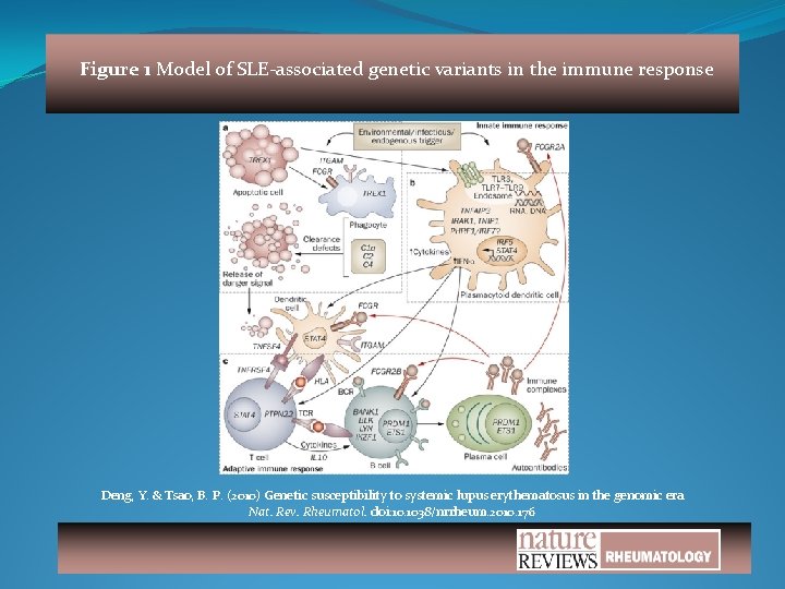 Figure 1 Model of SLE-associated genetic variants in the immune response Deng, Y. &