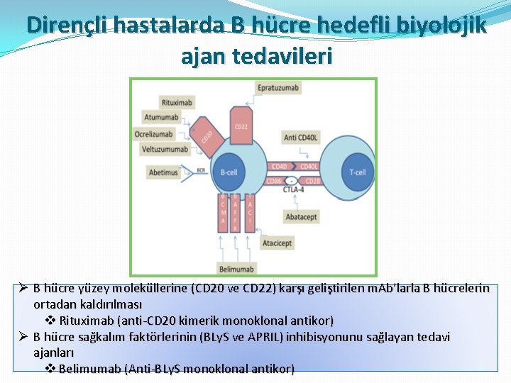 Dirençli hastalarda B hücre hedefli biyolojik ajan tedavileri Ø B hücre yüzey moleküllerine (CD