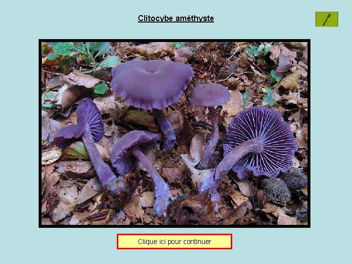 Clitocybe améthyste Clique ici pour continuer 