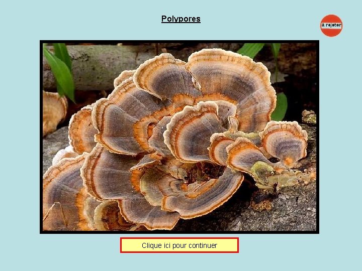 Polypores Clique ici pour continuer 